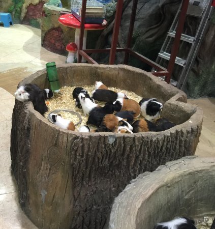 Свинки в свободном доступе