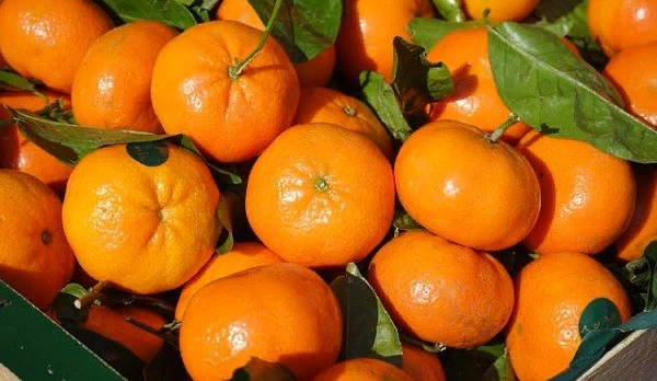Яркие оранжевые мандарины, несомненно, являются одними из самых популярных фруктов в мире. У многих они ассоциируются с новым город, по крайней мере, в России и других странах бывшего Союза, потому что именно этот фрукт обычно был главным новогодним лакомством. К счастью, в наши дни лакомиться мандаринами можно и в другое время года, и это не может не радовать, так как они не только вкусны, но и полезны. Особенно некоторые их сорта, сочные, сладкие и лишённые косточек.
