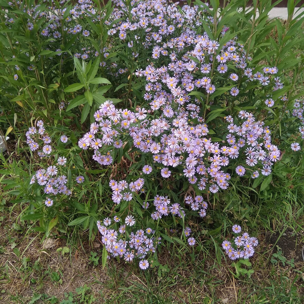 вот такая красота колосилась у нас в июле около дома )