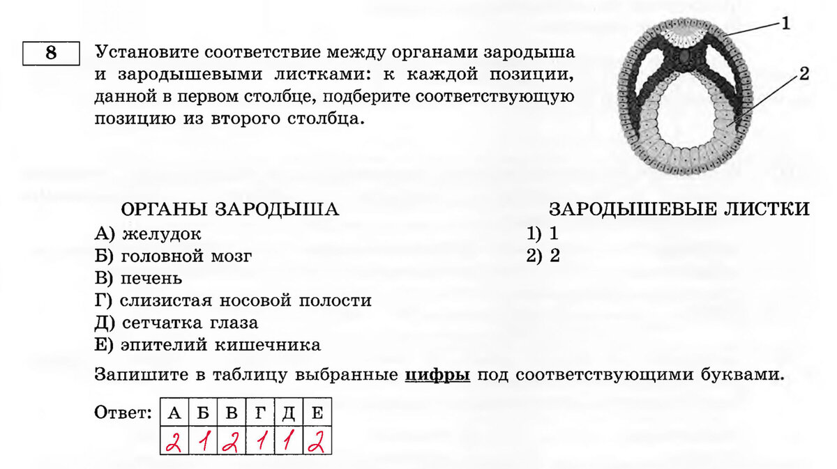 Установите соответствие между системой органов человека