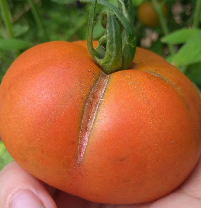 Ca 911 f1 томат. томат персей (200% new) (0,4г). томаты перси. томаты перси. томаты перси.