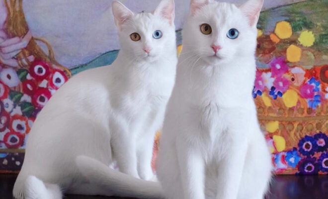 Фото из открытых источников на images.google