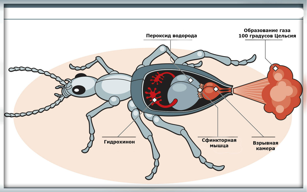 Строение жука-бомбардира. Источник: Яндекс картинки.