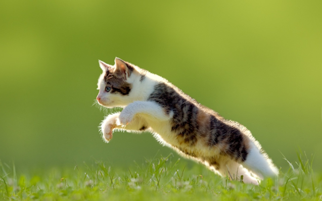   - Jumping cat - slow motion