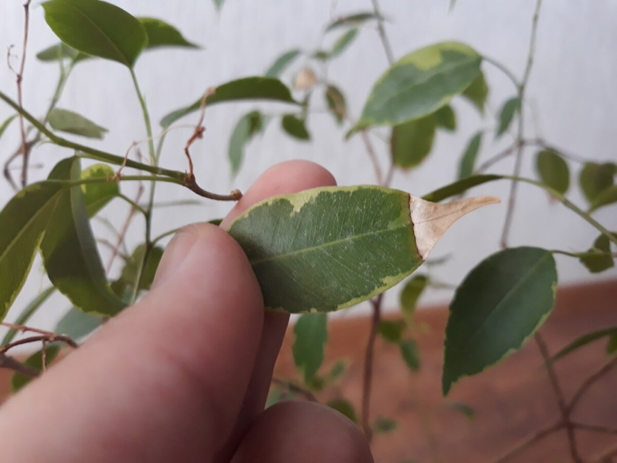 Почему сохнут кончики листьев у комнатных растений?