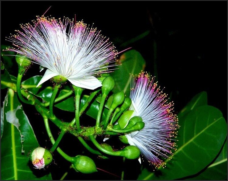 Polygonum orientale L. Однолетнее травянистое растение до 200 см высотой. Приятн