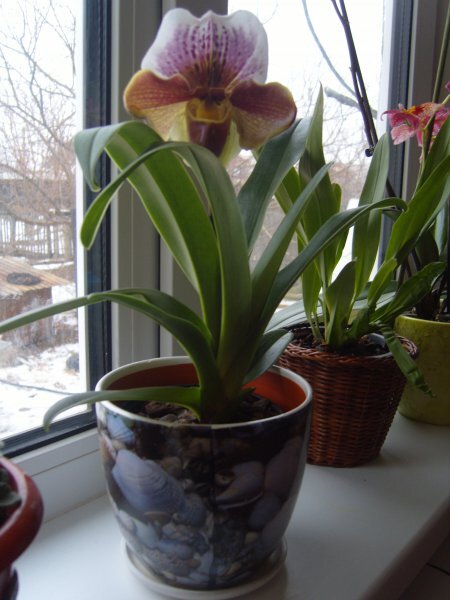 Пафиопедилум (38 фото): уход за орхидеей венерин башмачок в домашних условиях, разновидности «Мауди» и «Фемма», «Пиноккио» и «Беллатулум»