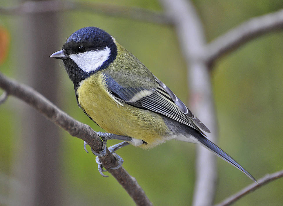 Синица Parus Major. Птица синица большая. Большая синица синицы. Синица биотоп.