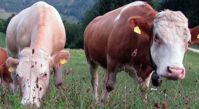 Почему горчит молоко у коровы зимой, осенью: причины, методы лечения