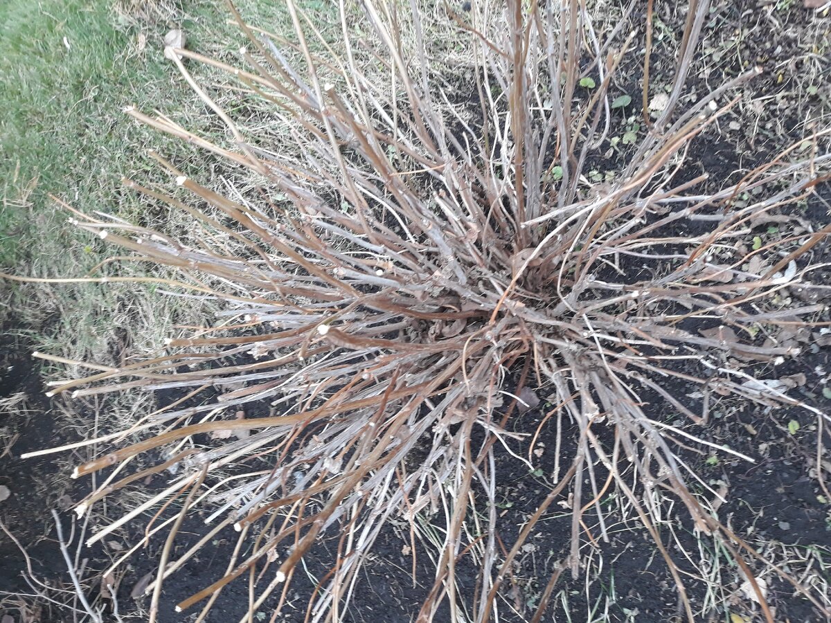 Вид сверху. Гортензия древовидная в ноябре.