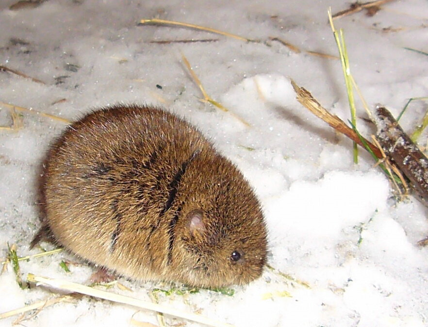 Почему Союз Садоводов России напоминает, что нужно побелить деревья перед зимой.