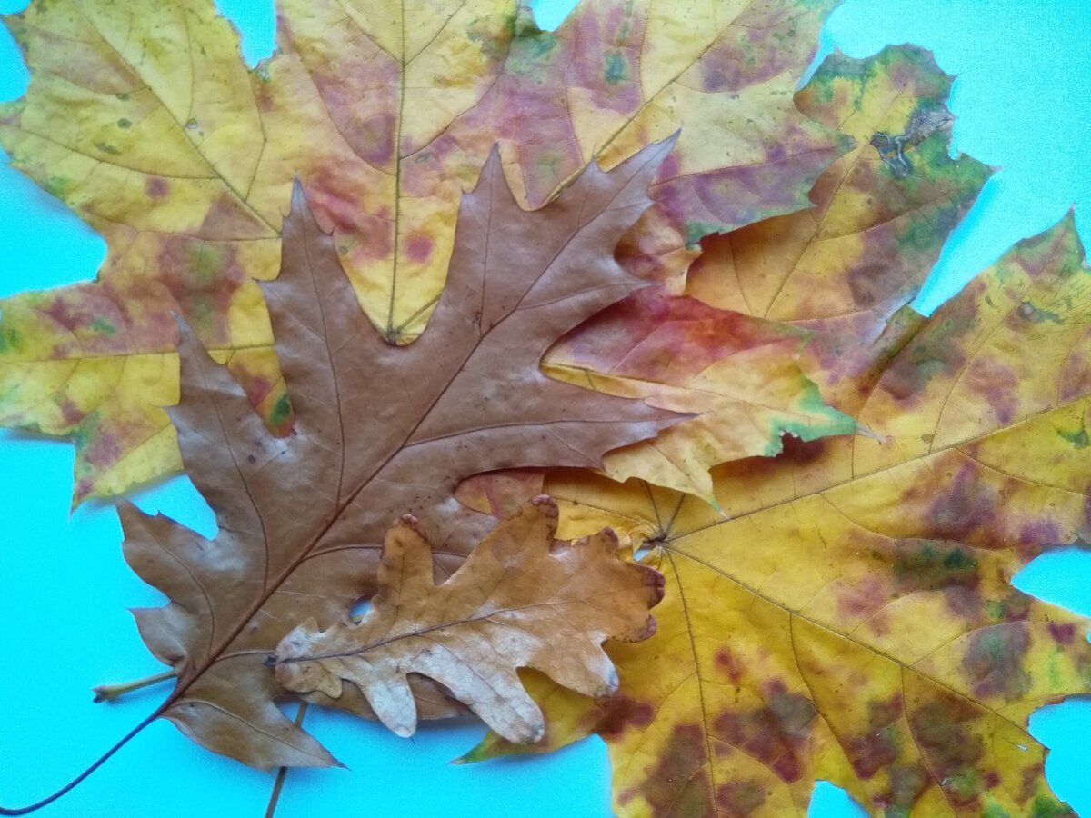 Стабилизированные листья визуально не отличаются от обычных.