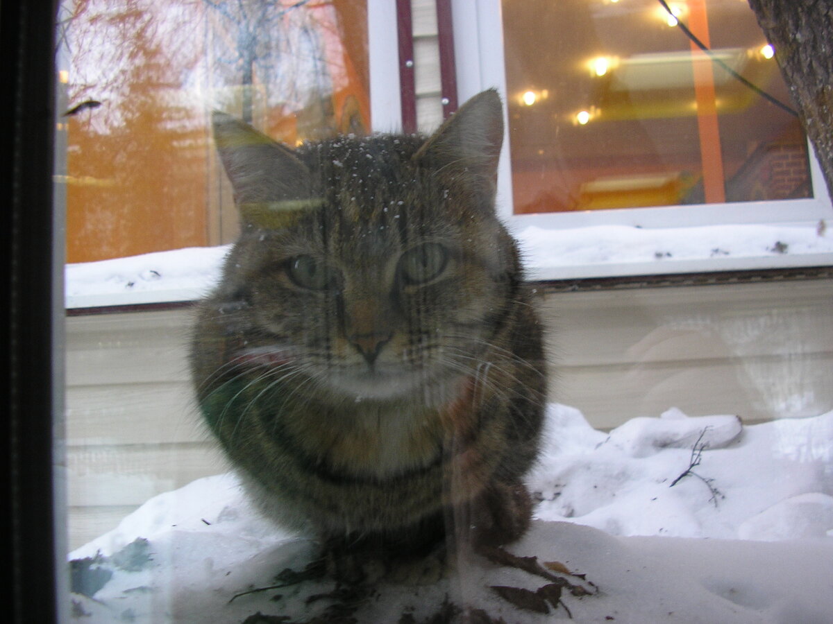 Брошенный кот. Жизнь за стеклом. Фото автора.