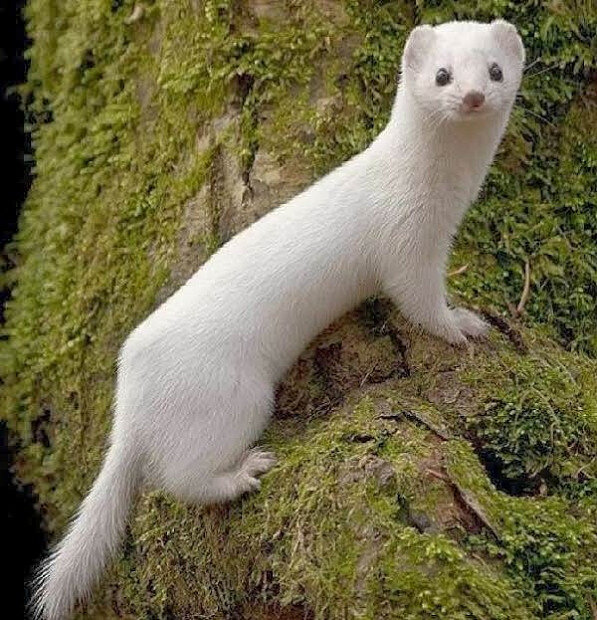 Фото из открытых источников