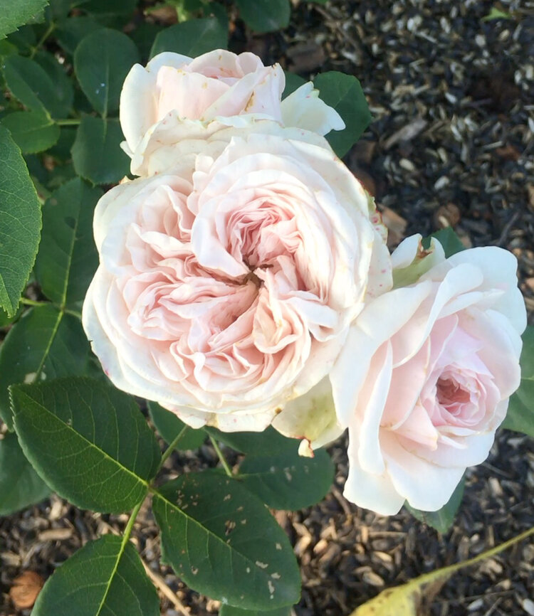 Роза Клэр Роуз (Остин)