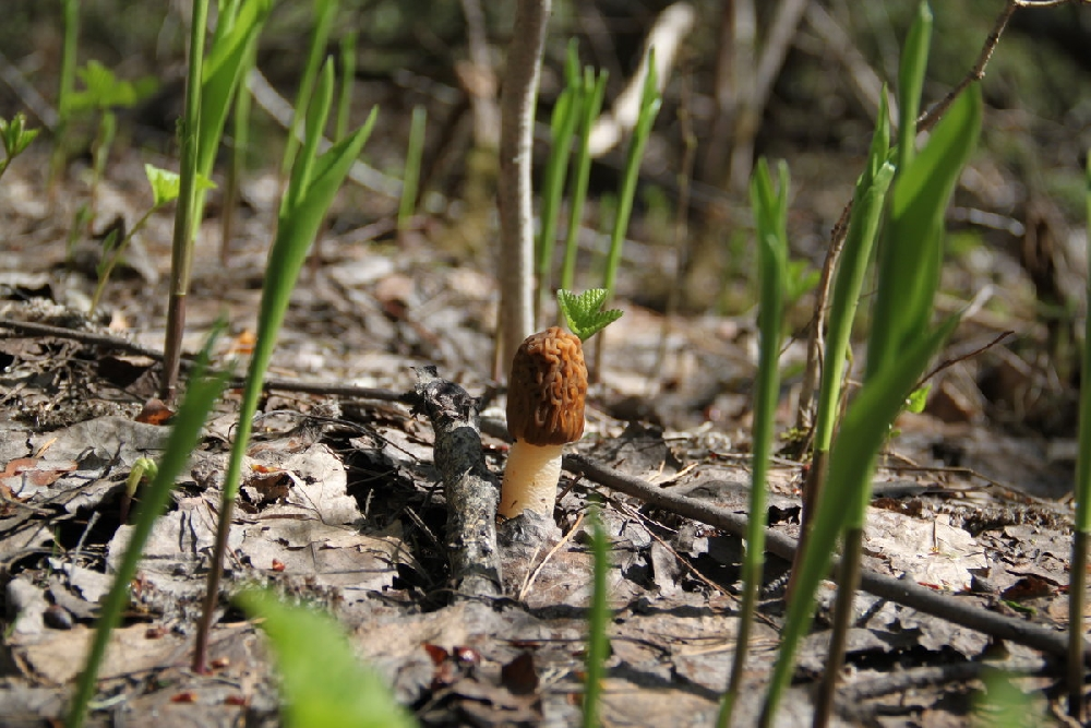 Первый гриб весной название. Сморчки весенние. Сморчок полевой. Сморчки Лесные. Грибы подснежники сморчки.