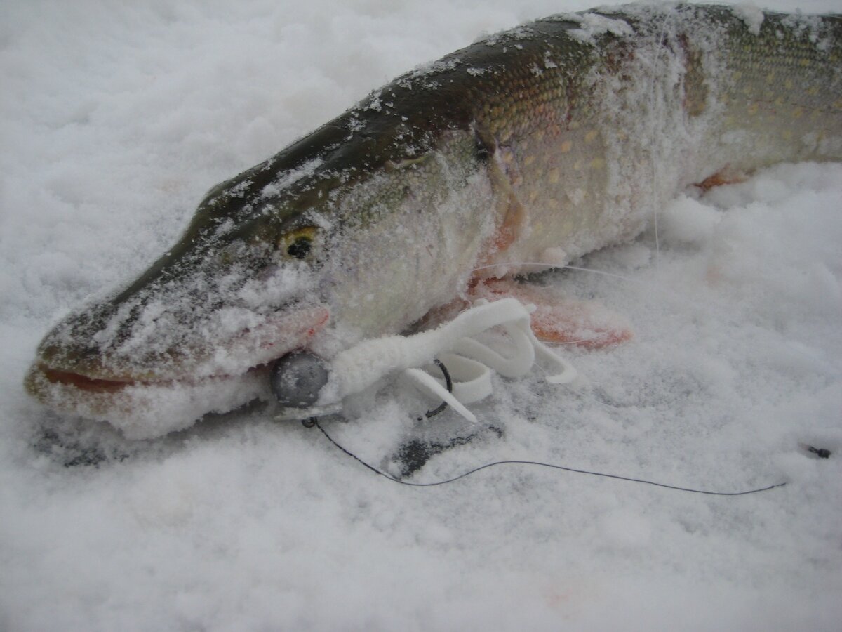 Щука пойманная на мели на подлёдный джиг. Фото автора.