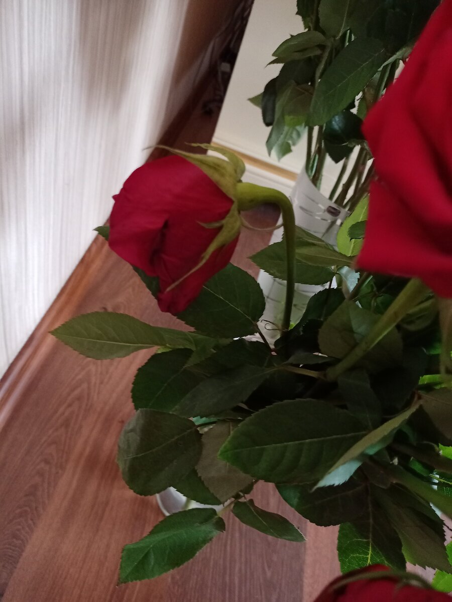 бутон начинает наклоняться