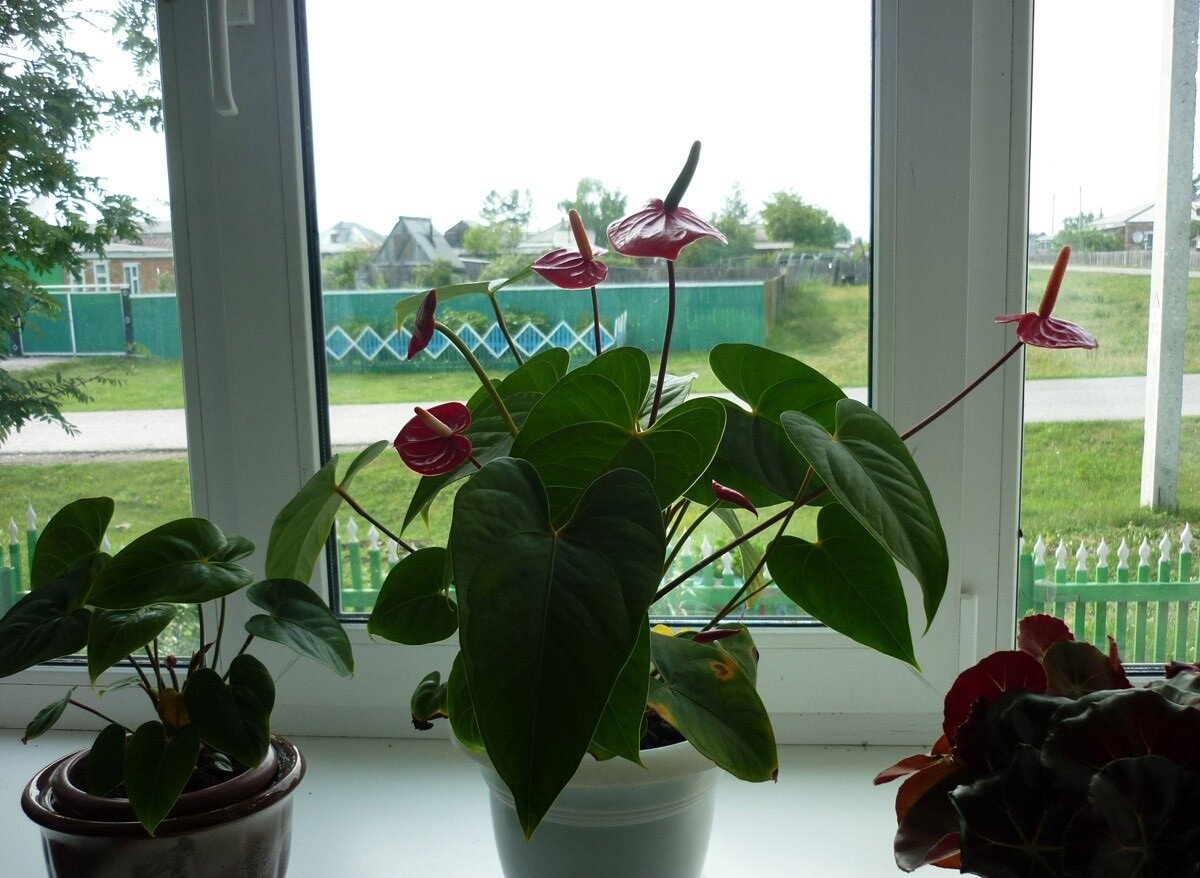 Важно правильно подобрать освещение для цветка 
