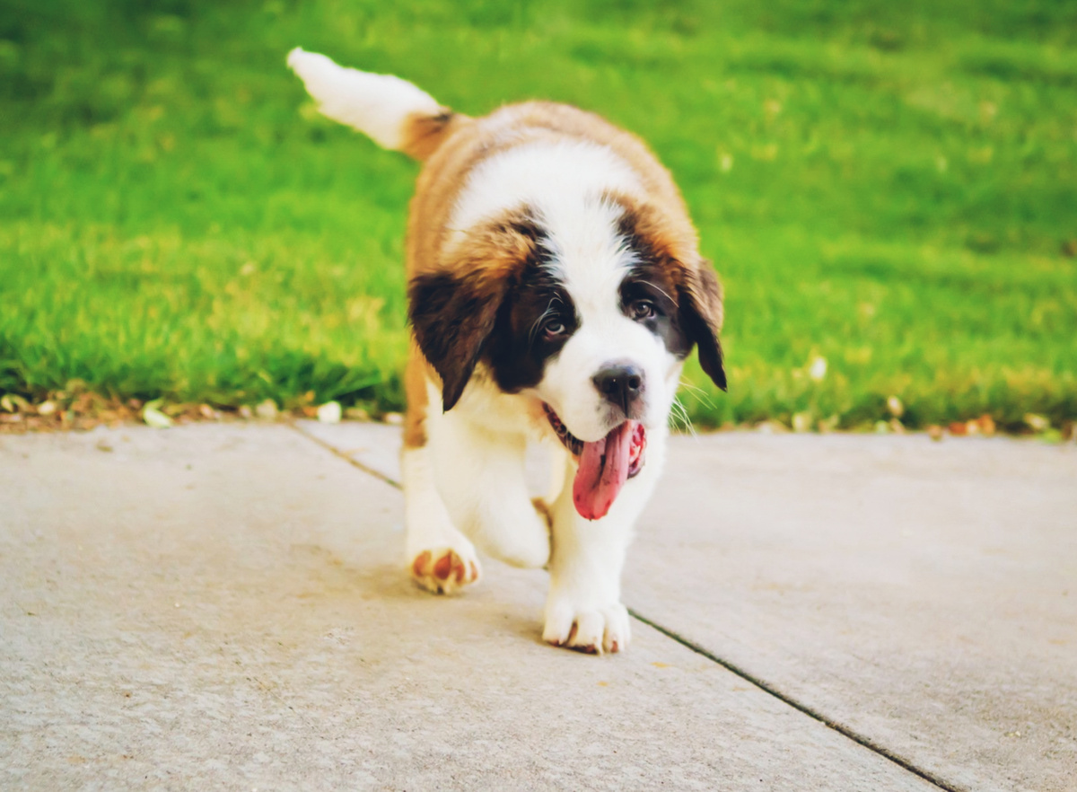 Высунутый язык и учащенное дыхание - основные механизмы терморегуляции собаки