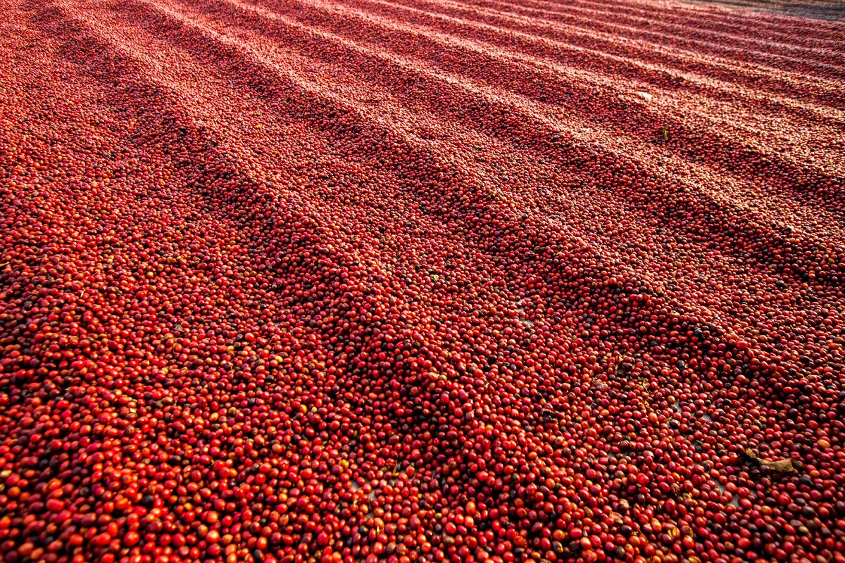 Кофейные ягоды
