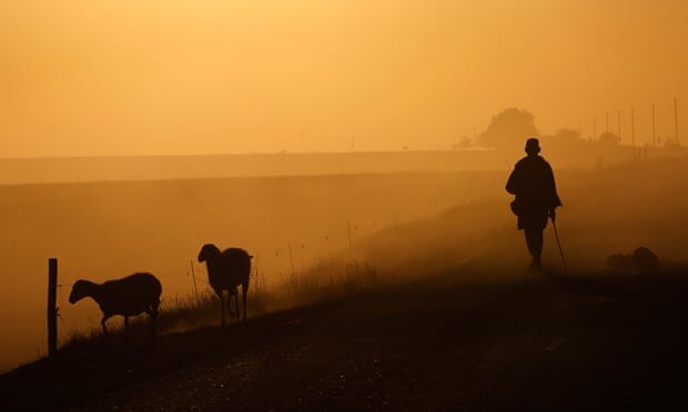 Пастбища в России. Исследование предполагает, что планы по посадке деревьев для борьбы с изменением климата могут быть контрпродуктивными. Фото: Валерий Матыцин / ТАСС.