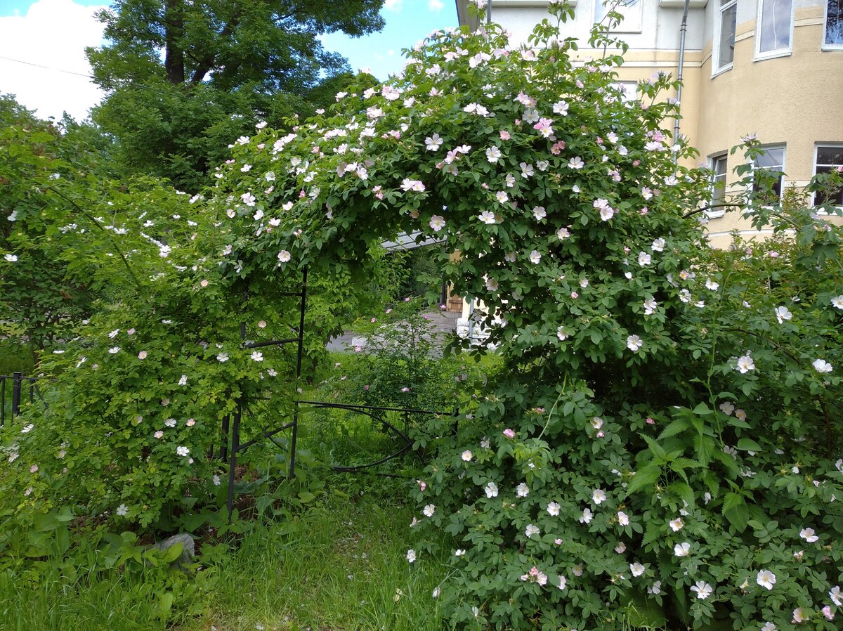 шиповник собачий