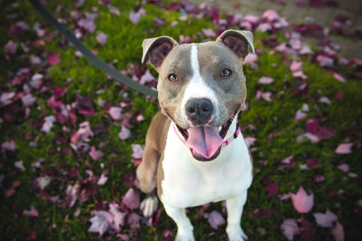https://www.freestockimages.ru/dog?pgid=iv5dd0hj-0028d87e-c57c-4567-930b-9b6bc01d9e3c