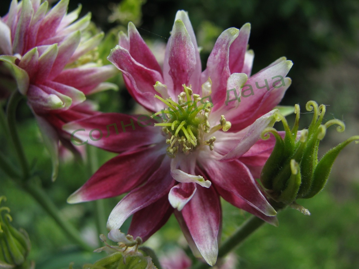 Волшебно красивая аквилегия. Фото автора