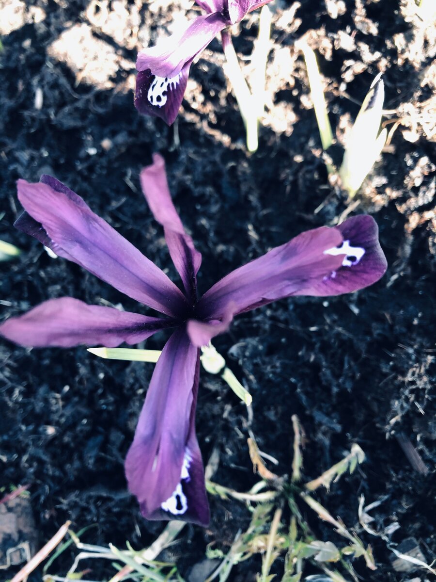 Цветок одного сорта,