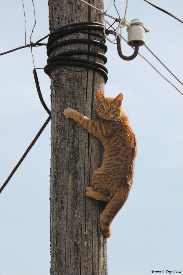 Яндекс-картинки.