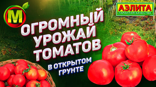 Download Video: ПОКАЗЫВАЕМ! Урожайные Сорта Томатов для Открытого Грунта