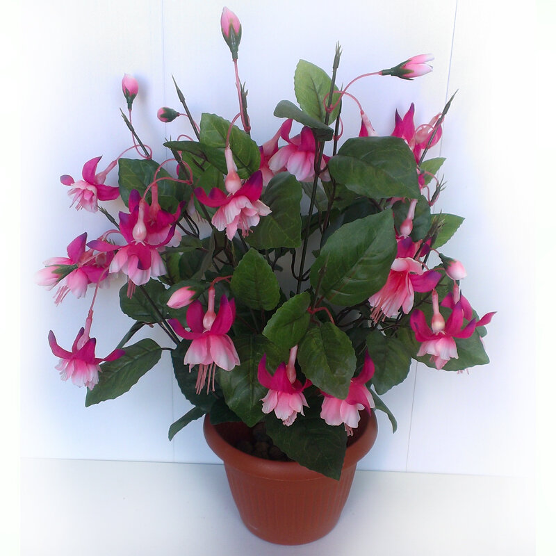 Фото фуксия.