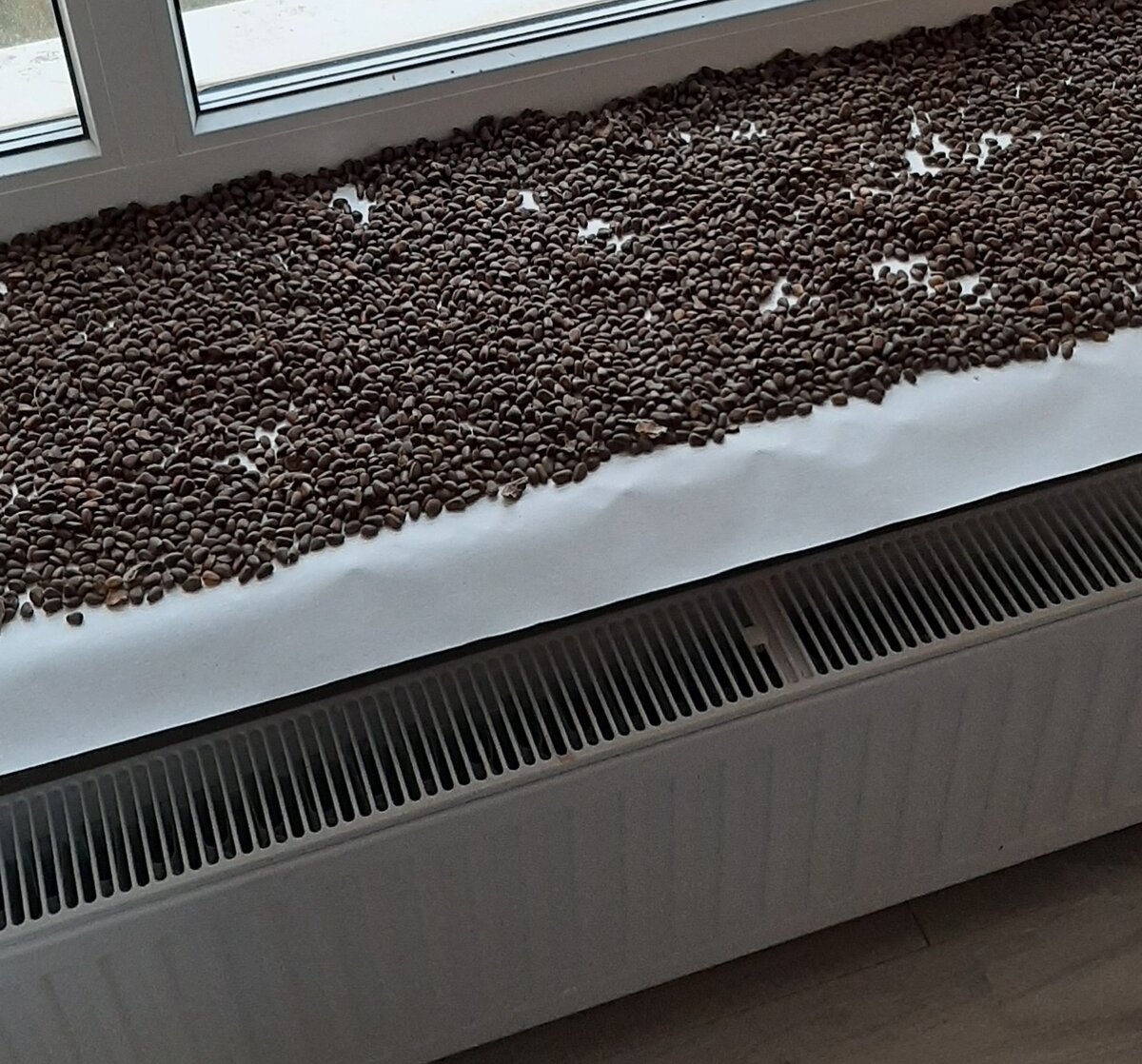 Вот такие у меня были семена. Посылка шла почти месяц, орешки сушаться, так как пахли сыростью.

