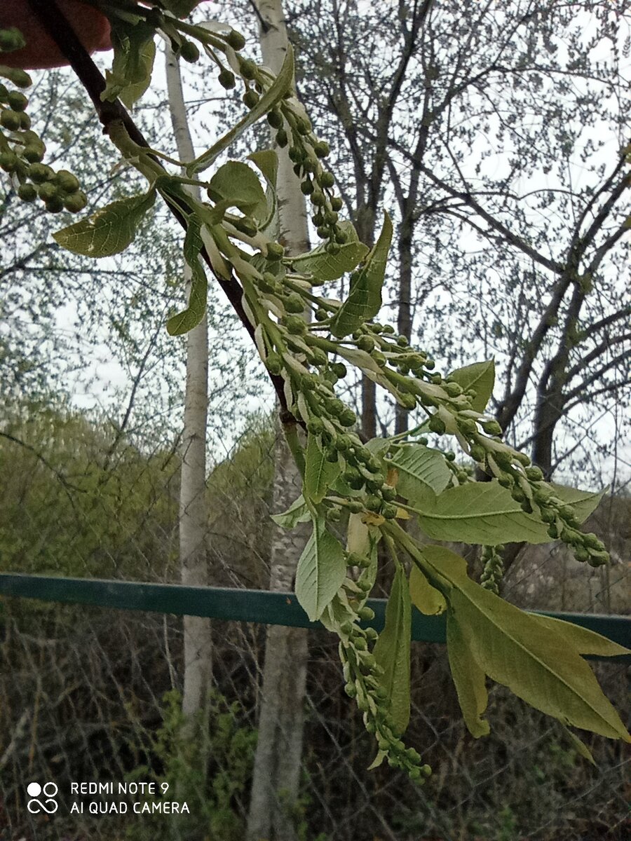 Не хочет черемуха нам жаркого лета.. 