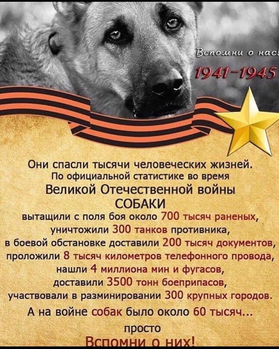Проект собаки в годы вов
