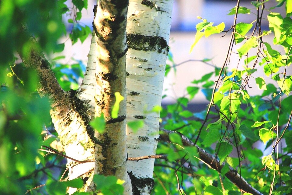 Как берёза исполняет желания, защищает и очищает (источник  фото: https://clck.ru/UmHo5)