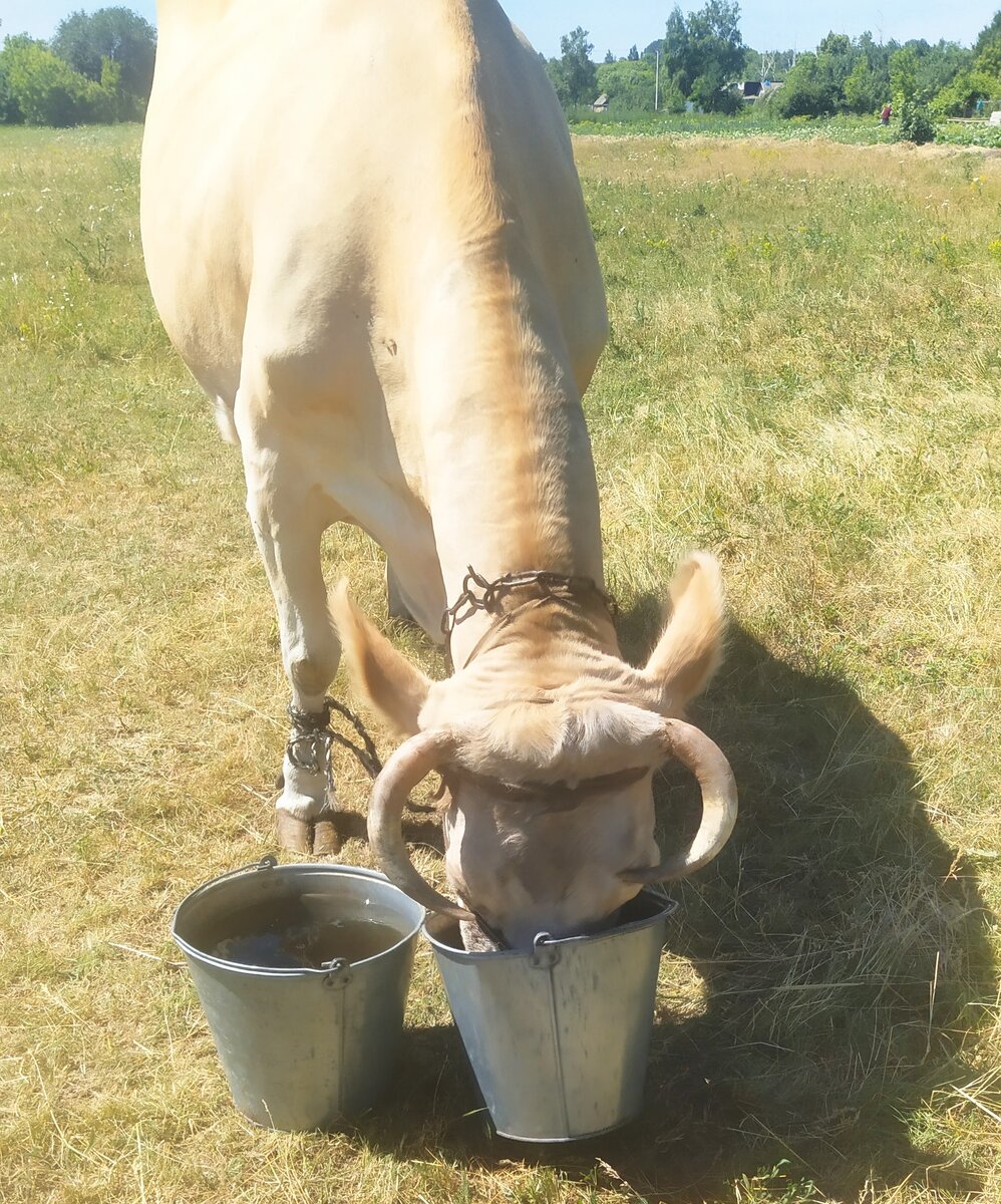 Та самая корова с парным молоком.