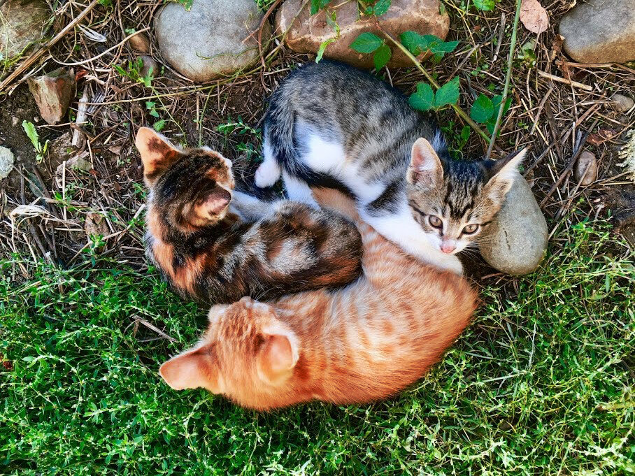 Котята не те, другие. Осень, легли посолонь, по степени убывания солнечности. Фото автора. 