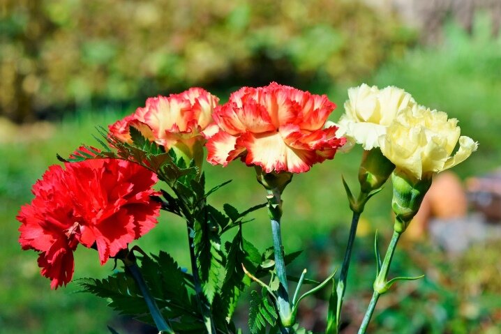 Разнообразие полевых цветов