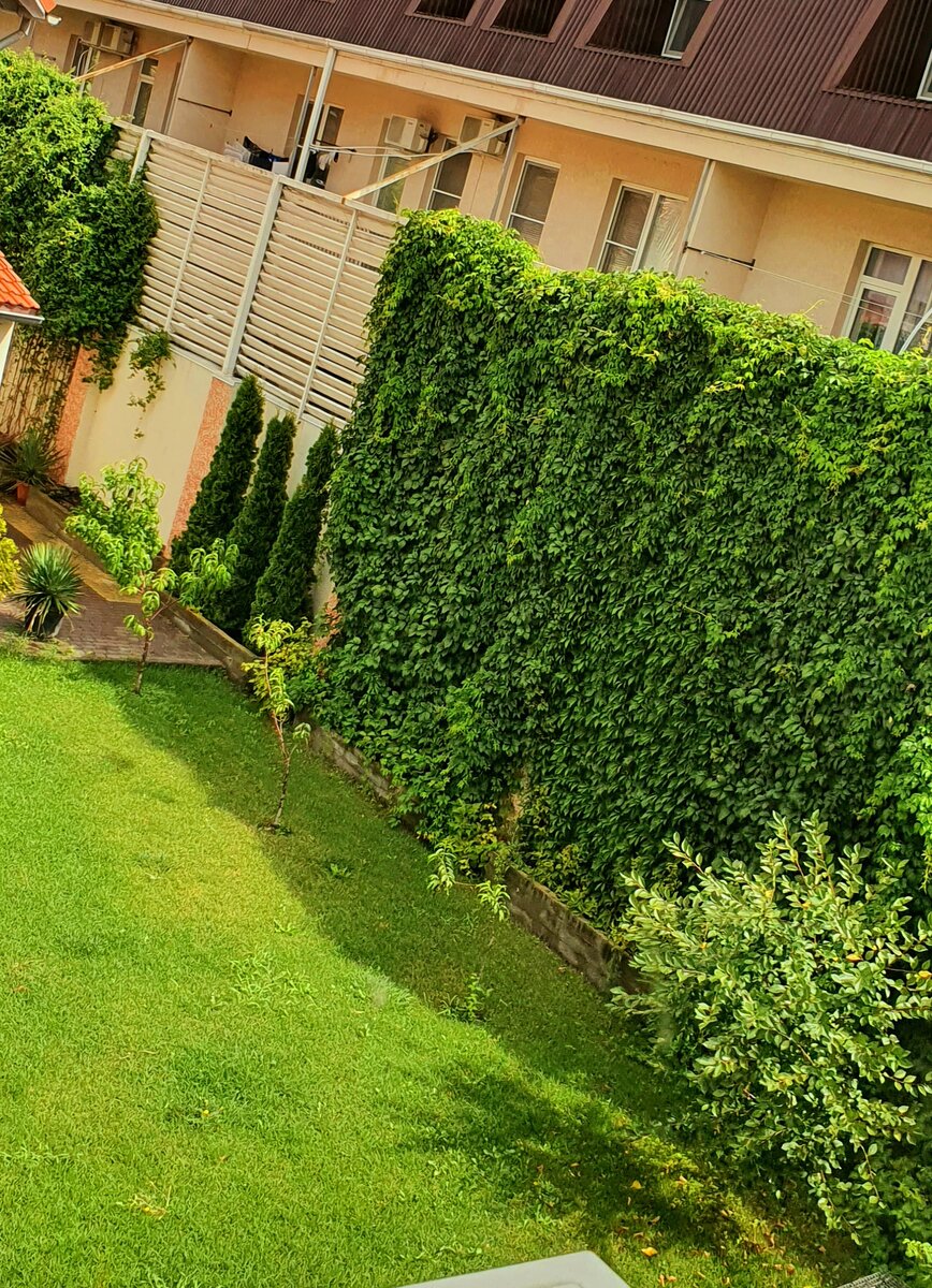 Живая изгородь у моих соседей 