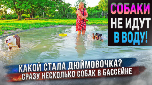 Сразу 7 наших собак купаются в бассейне! Почему не все хотят идти в воду?