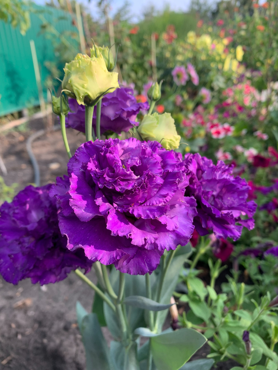 Я обещала как-то рассказать о своём опыте выращивания эустомы, но всё не до этого. Так что пусть хоть фото останется)))