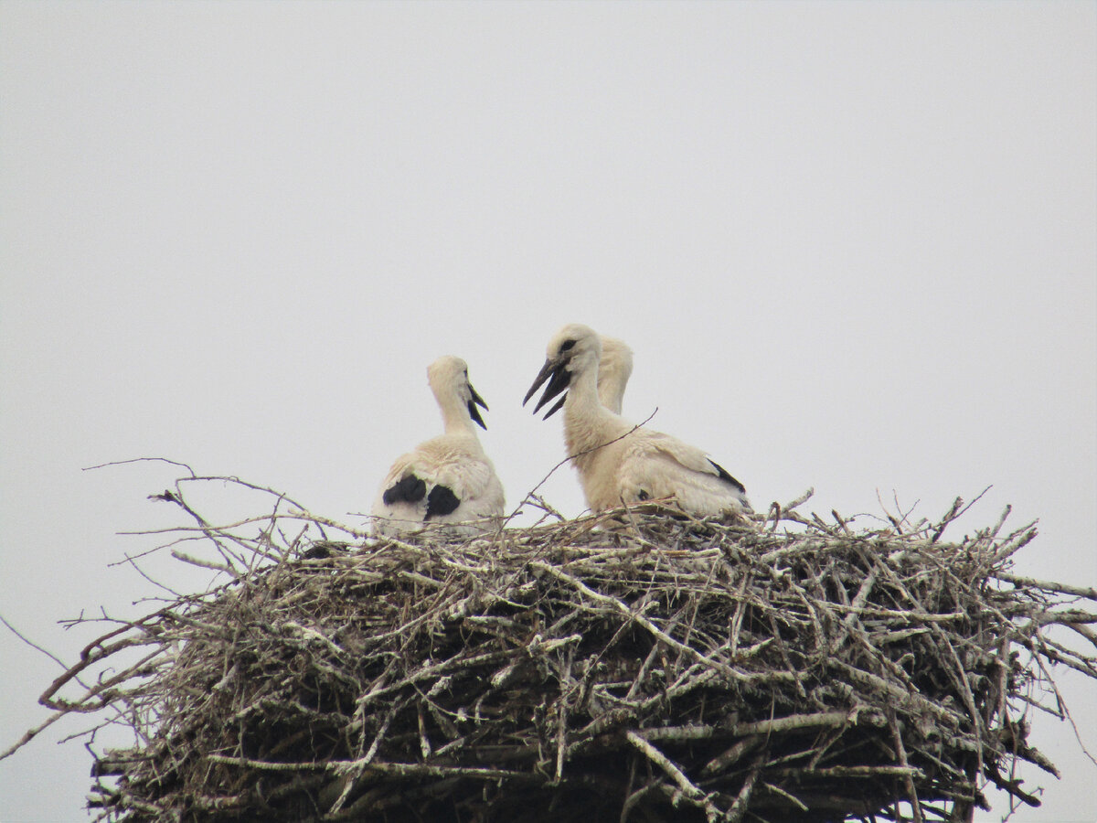 Клювы открыты - птицам жарко. Воду маленьким аистам приносят в клюве родители