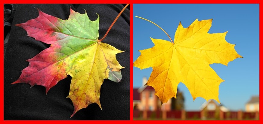 листья клена в природе