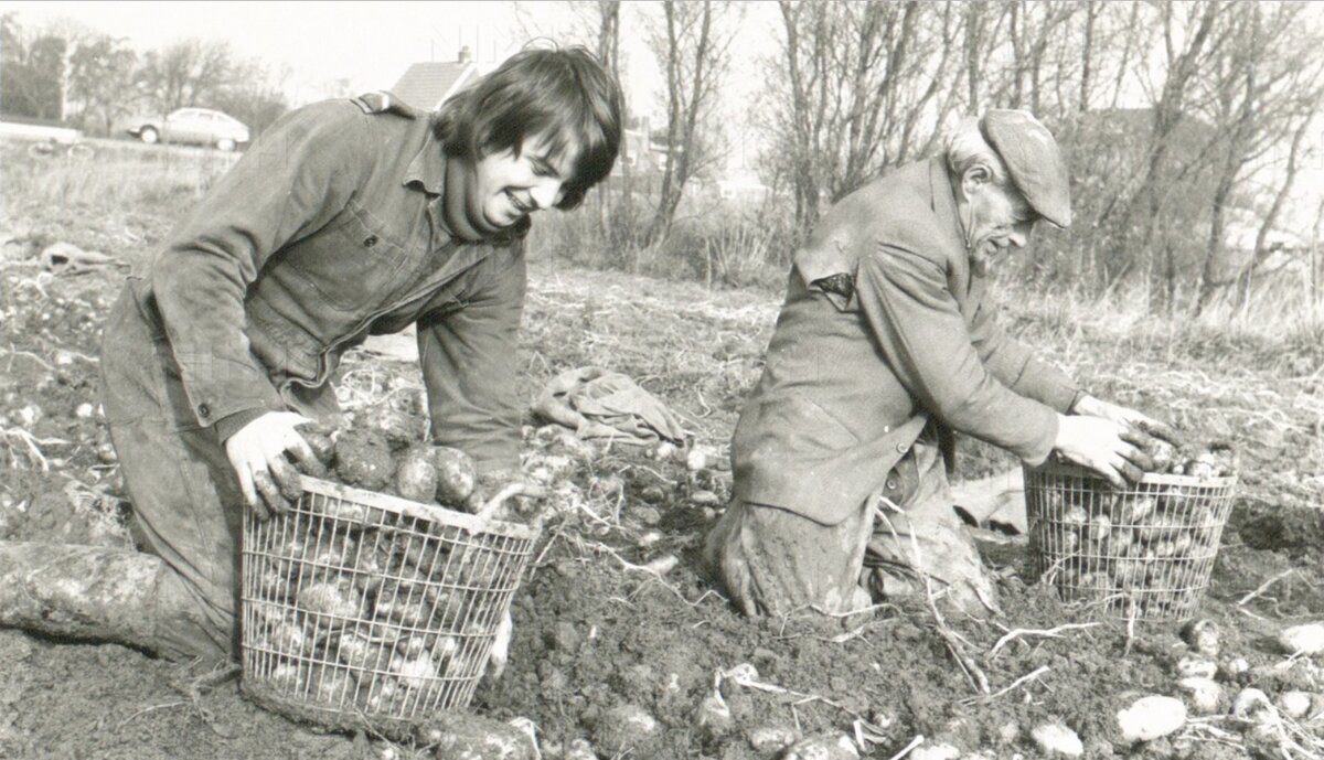 Советская традиция посылать студентов «на картошку» забыта. А вот воспоминания об этих поездках живы.                  -15