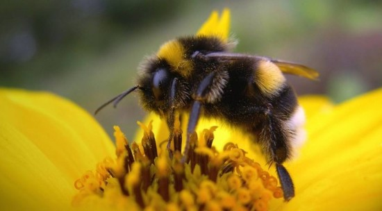 Милый пушистик.