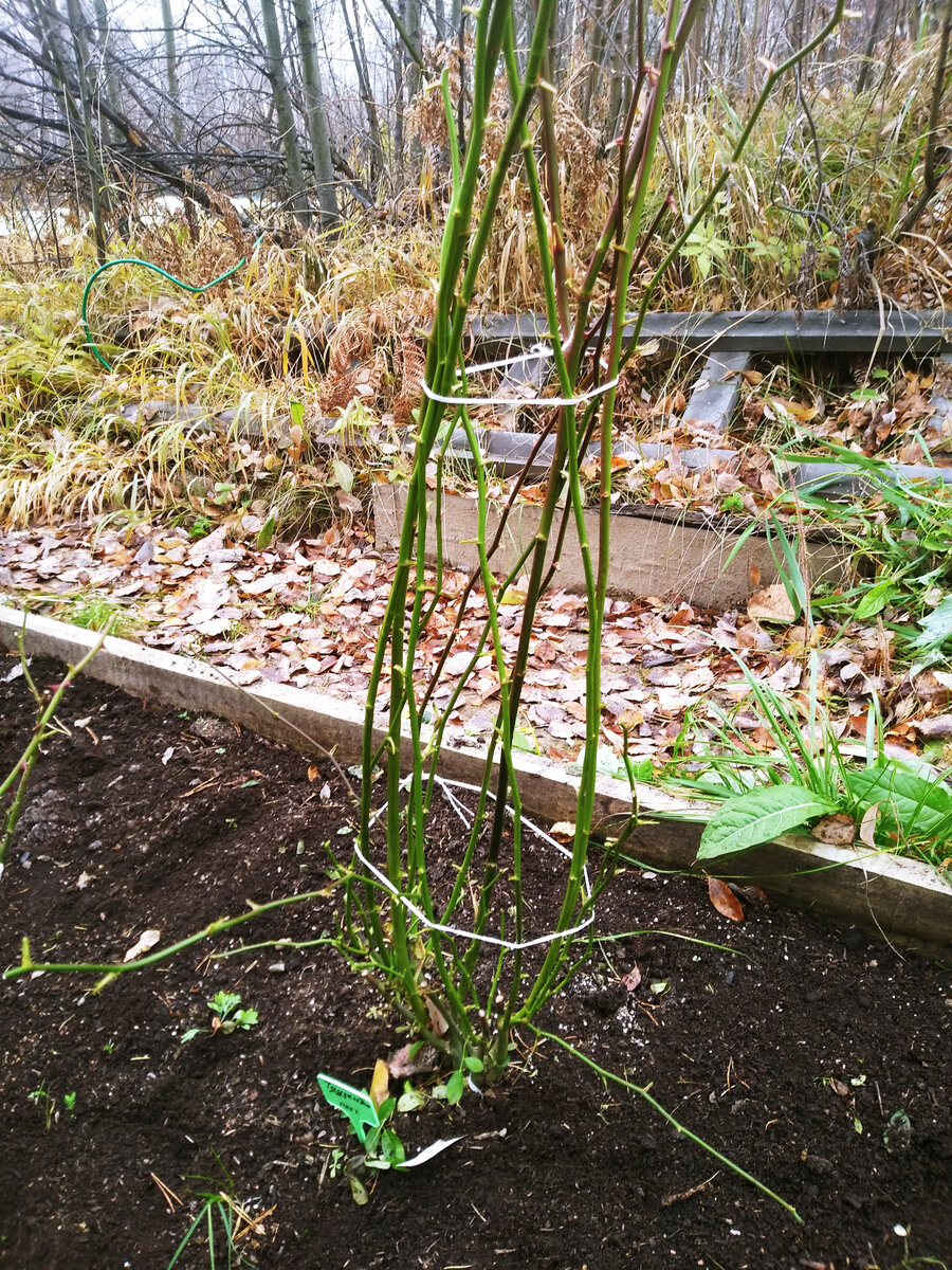 Связываем плетистую розу перед укладкой