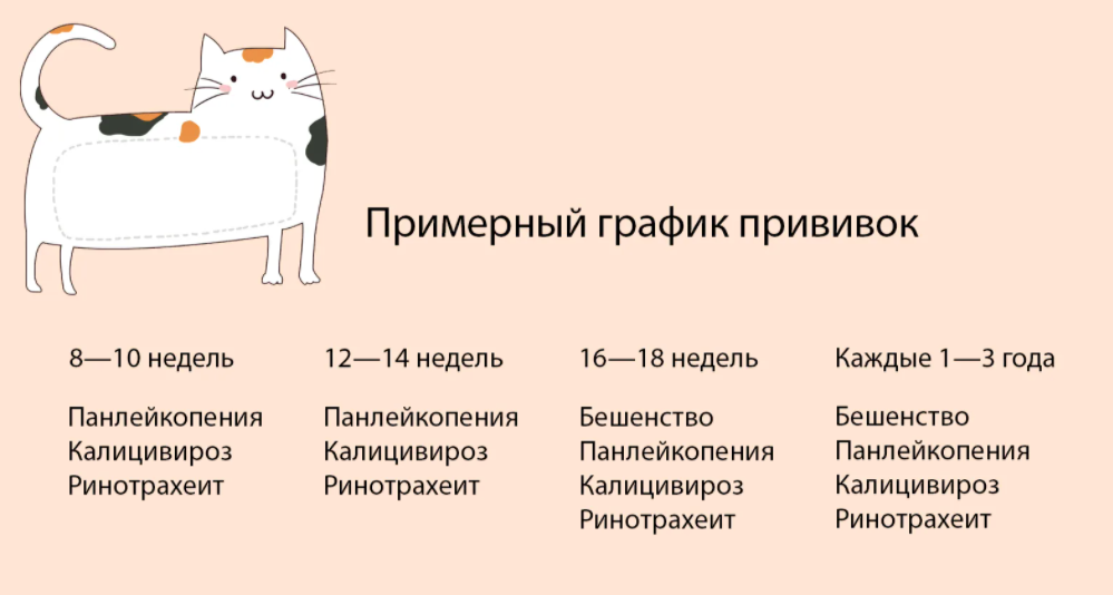 точное расписание прививок составляется индивидуально для каждого животного