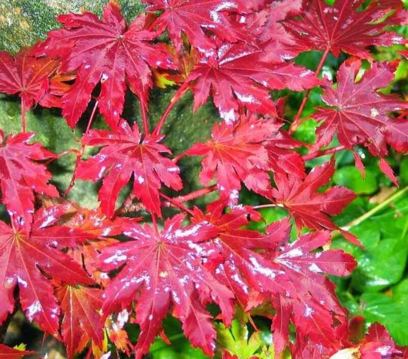 Кленолистный багряный ковер – очень красивый редкий многолетник ...